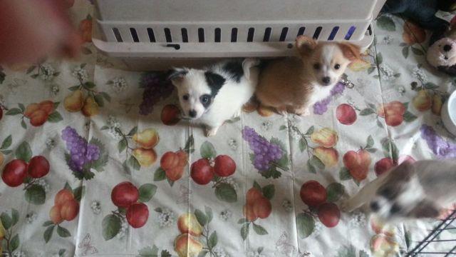 pom chi pups ready for their new homes