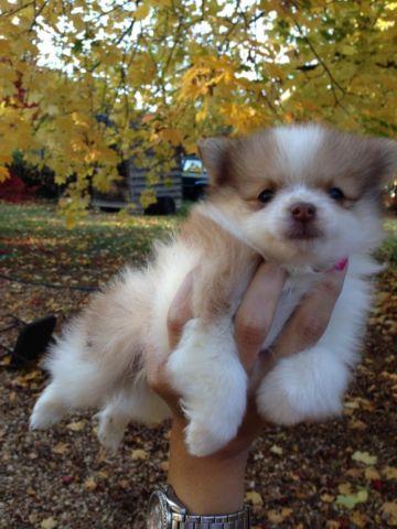 Pomerainian puppies looking for a home