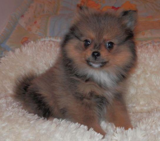 Pomeranian AKC { LILY }