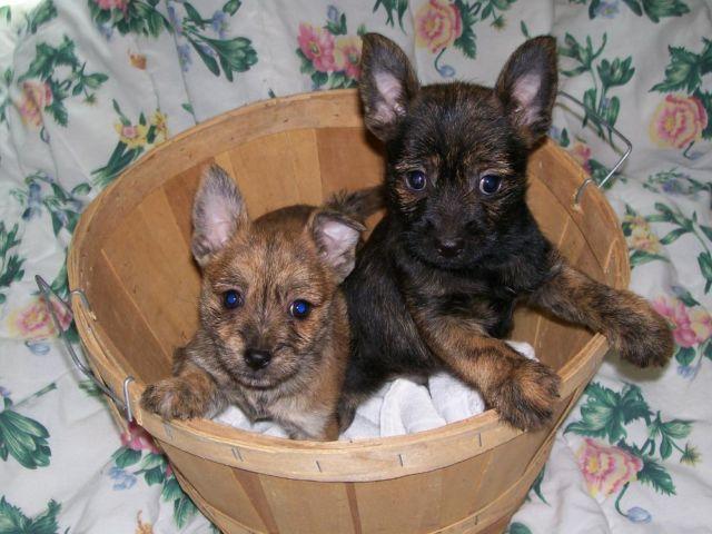 Pomeranian / Cairn Terrier Mixed Puppies - 8 weeks old