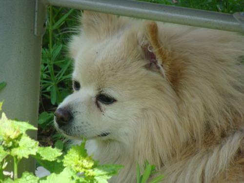 Pomeranian - Chester - Small - Adult - Male - Dog