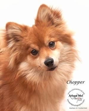 Pomeranian - Chopper - Small - Young - Male - Dog