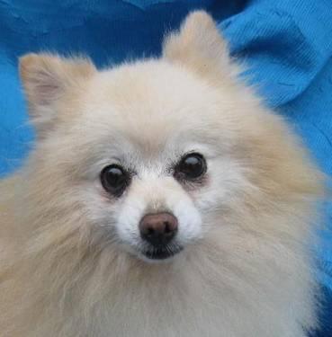 Pomeranian - Davey - Small - Senior - Male - Dog