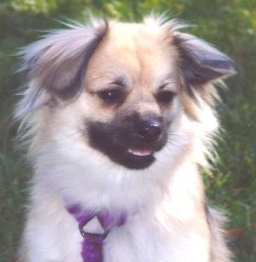 Pomeranian - Emily - Small - Adult - Female - Dog