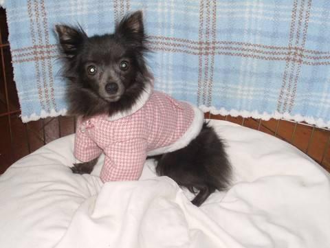 Pomeranian - Foxy Bella Rose - Small - Young - Female - Dog