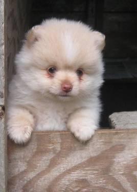 Pomeranian male puppies