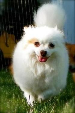 Pomeranian - Misty - Small - Adult - Female - Dog