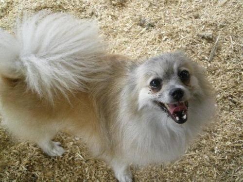 Pomeranian - Molly - Small - Young - Female - Dog