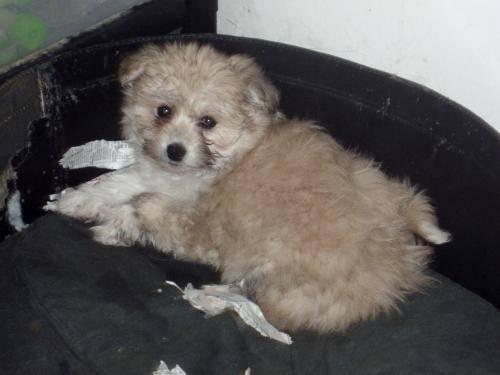 Pomeranian - Pomshon - Small - Baby - Male - Dog