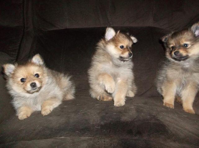 POMERANIAN PUPPIES for adoption-7 weeks old