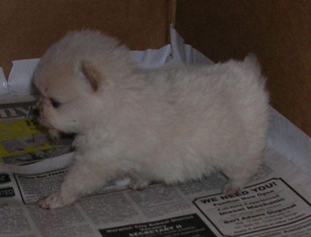 Pomeranian Puppies for Christmas 1 male, 1 female