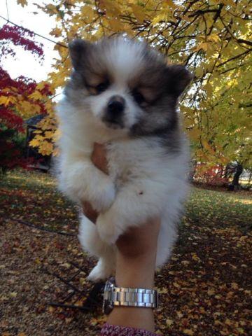 Pomeranian puppies for sale!!!
