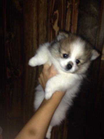 Pomeranian puppies looking for a home!
