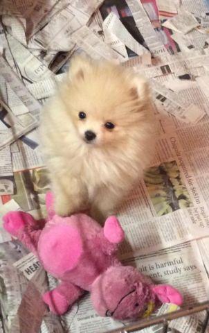 Pomeranian Puppy - 13 weeks AKC Registered