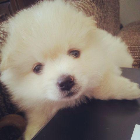 Pomeranian Puppy 2 month old for Sale
