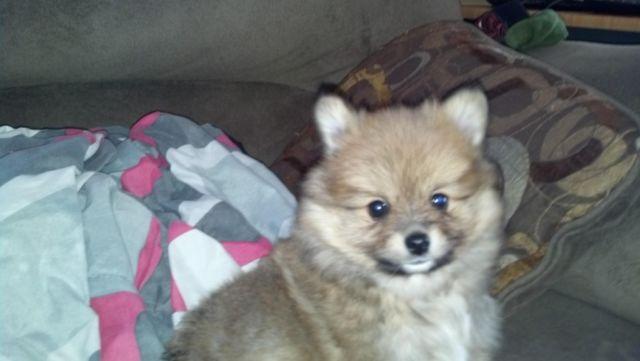 POMERANIAN PUPPY PUREBRED VERY CUTE AND PLAYFUL