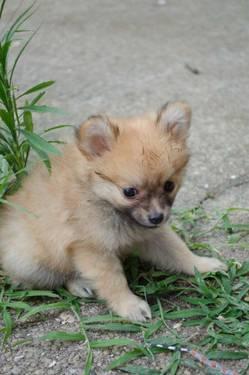 Pomeranian Puppy, Teddy Bear Size 11 Weeks Old