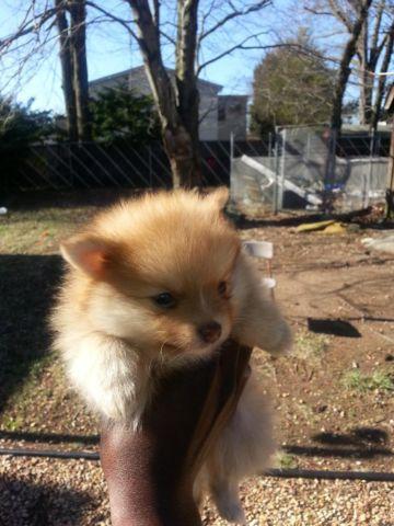Pomeranian pups looking for a loving home