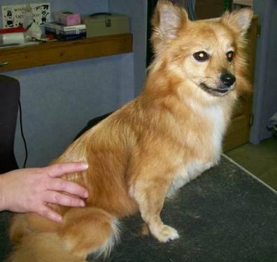 Pomeranian - Serena - Small - Young - Female - Dog