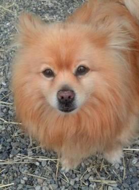 Pomeranian - Teddy - Adopted! - Small - Adult - Male - Dog