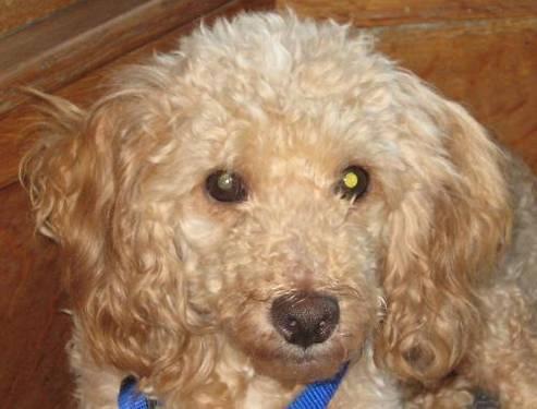 Poodle - Anthony - Small - Adult - Male - Dog