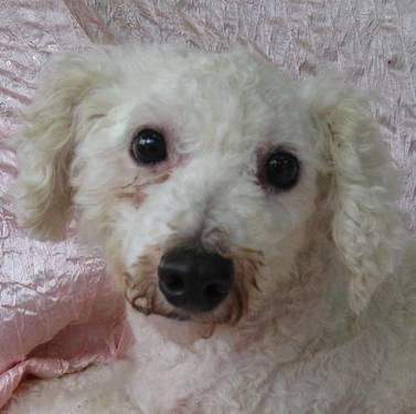 Poodle - Bacall White - Small - Senior - Female - Dog