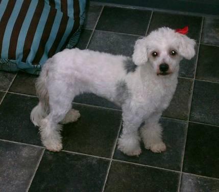 Poodle - Cookie - Small - Adult - Female - Dog