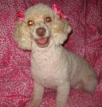 Poodle - Katie - Small - Young - Female - Dog