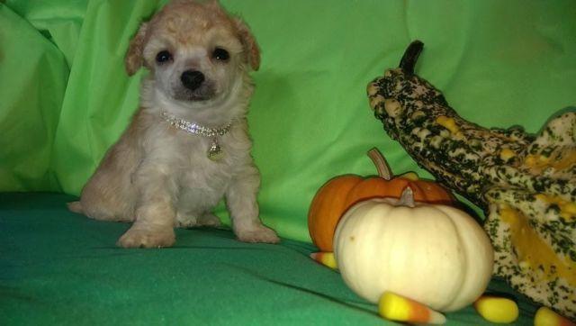 Poodle - Mack - Small - Young - Male - Dog
