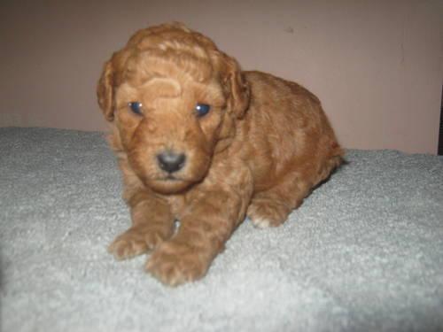 POODLE puppies ready July 18th