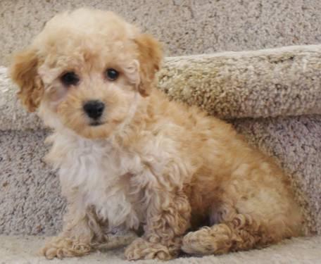 Poodle puppy Toy apricot Female, shots, papers