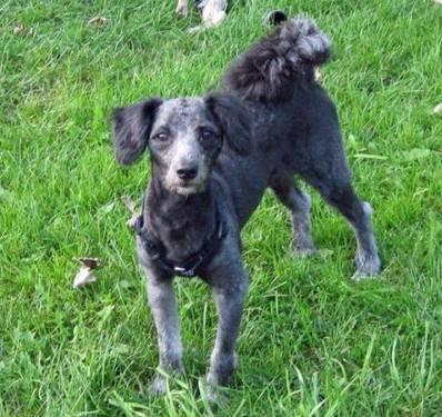Poodle - Zeus - Small - Adult - Male - Dog