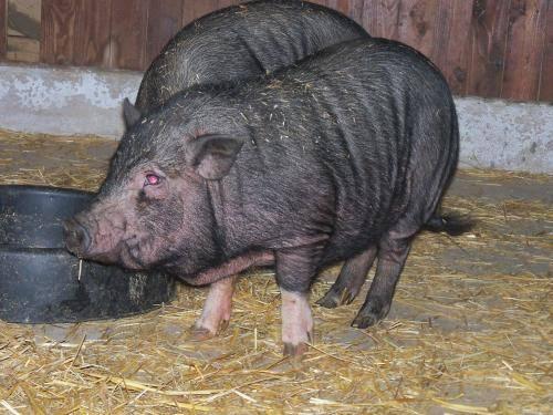 Pot Bellied - Cassie - Medium - Young - Female - Pig