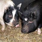 Pot Bellied - Charlotte - Medium - Adult - Female - Pig