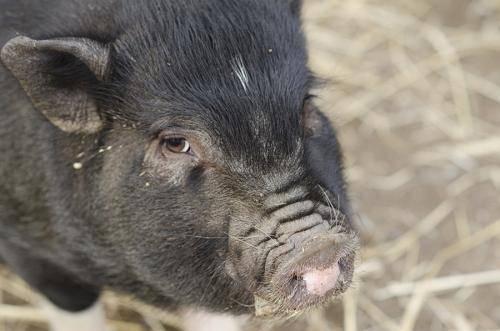 Pot Bellied - Mia - Medium - Baby - Female - Pig