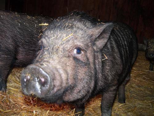 Pot Bellied - Miles - Medium - Young - Male - Pig