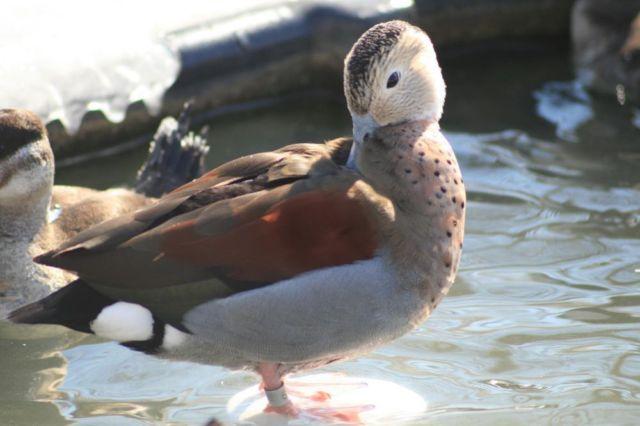 PRE-SALE 2014 - A lot of 4 Apricot Wood Duck hatching eggs