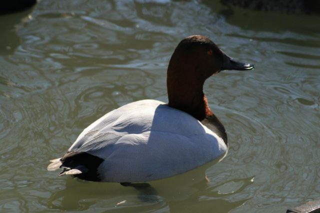 PRE-SALE 2014 - A lot of 4 Greater Scaup Ducks hatching eggs