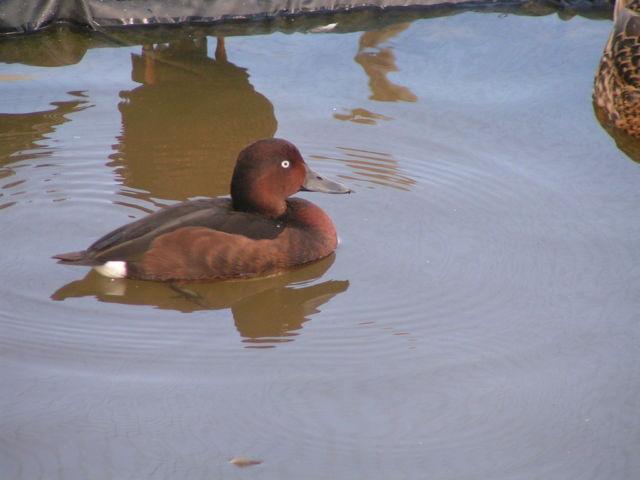 PRE-SALE 2014 - A lot of 4 Ringed Teal Duck hatching eggs
