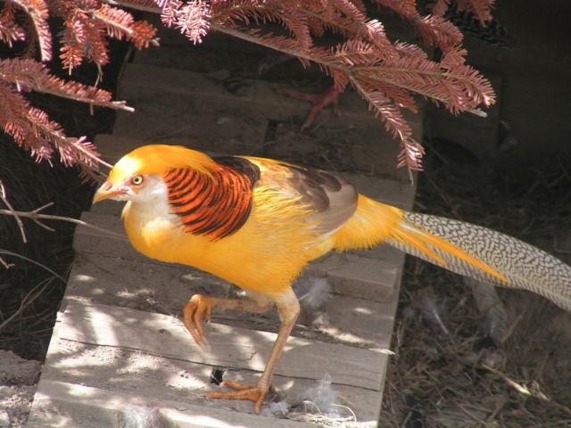 PRE-SALE 2014 - A lot of 4 True Red Golden pheasant hatching eggs