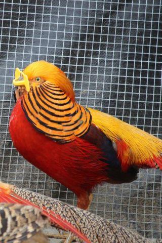 PRE-SALE 2014 - A lot of 4 True Yellow Golden Pheasant hatching eggs