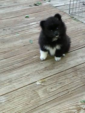 Precious AKC Pomeranian Pup