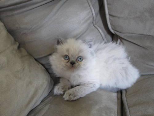 Precious Himalayan Kittens for Sale