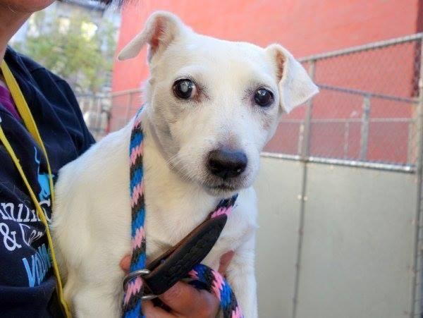 Precious jack russ terr Six Flags in danger@NYC kill sheltr-owner died