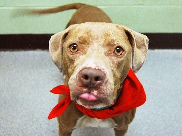 Precious loving amstaff pup Chanel in danger@NYC kill shelter