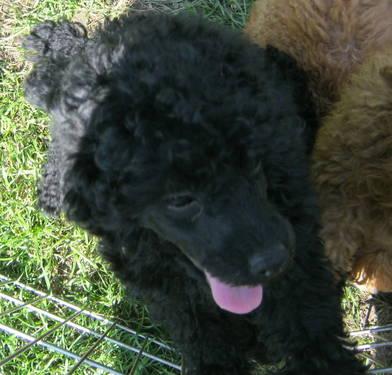 PRECIOUS MINIATURE PODLE PUPS MALE BLACK AND RED