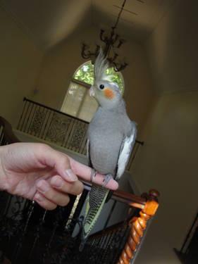 Precious Tame Cockatiel Birds For Sale *Low Price*