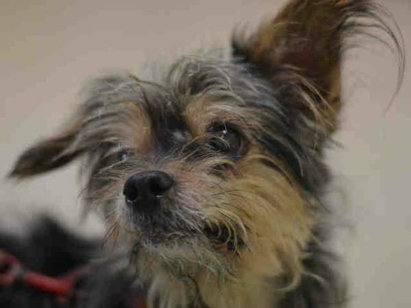 Precious yorkie Lucky in danger@NYC kill shelter-dumped for allergies