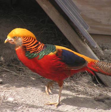 Presale - One 2013 hatch pair of Lady Amherst's Pheasant