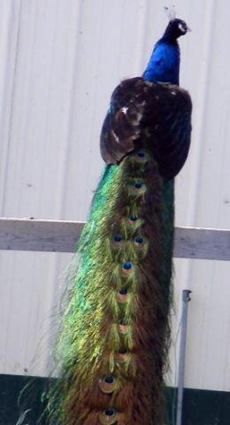 Presale - Two 2014 hatch Eastern Rosella Parrots